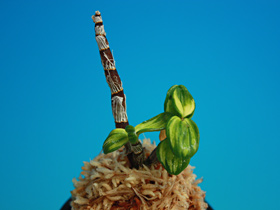 長生蘭画像　於多賀中斑